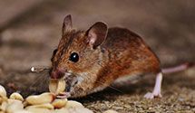 24 Hour & Emergency Exterminators in North Severn Village, MD